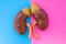 Anatomical shape of kidneys is located in middle of frame, divided by half by pink and blue background. Concept of gender features