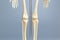 Anatomical skeleton model, Skeletal system
