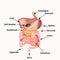 Anatomical structure of the abdominal organs. Spleen, liver, gallbladder, stomach, intestines, colon, pancreas. Vector