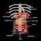 Anatomical structure of the abdominal organs. Spleen, liver, gallbladder, stomach, intestines, colon, pancreas. Vector