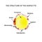 The anatomical structure of the fat cells. Adipocyte. Infographics. Vector illustration on isolated background