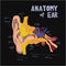 anatomical structure the human ear. Anatomy of human ear in doodle and drawn style. Cochlea ans ear compopents.