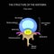 The anatomical structure of the intervertebral disc. Top view. Spine. Infographics. Vector illustration on a black background