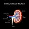 The anatomical structure of kidney. Vector illustration on a black background