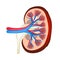 The anatomical structure of kidney. Vector illustration on isolated background