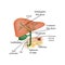 The anatomical structure of the liver, gallbladder