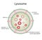 Anatomical structure of Lysosome. vector illustration
