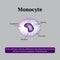 The anatomical structure of monocytes. Blood cells. Vector illustration