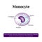 The anatomical structure of monocytes. Blood cells. Vector illustration