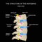 The anatomical structure of the spine. Side view. The intervertebral discs. Infographics. Vector illustration on a black