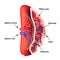 Anatomical structure of the spleen. Vector illustration on isolated background