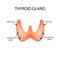 Anatomical structure of the thyroid and parathyroid gland. Infographics. Vector illustration on isolated background