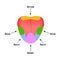 Anatomical structure of the tongue. Taste buds on the tongue. Bitter, salty, sour, sweet taste. Infographics. Vector