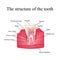 The anatomical structure of the tooth on an background