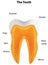 Anatomical Tooth Labeled Diagram