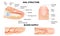 Anatomical training poster. Fingernail Anatomy. Cross-section of the finger. Structure of human nail