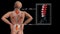 Anatomical vision back pain. Spine anatomy. 3D illustration