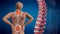 Anatomical vision back pain. Spine anatomy. 3D illustration