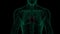 Anatomically accurate 3d animation of human body x-ray scan with visible heart 3d render isolated on black background