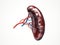 Anatomically accurate 3d illustration of human internal organ spleen