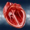 Anatomically correct model of the human heart with ventricles and major vessels, 3d rendering