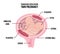 Anatomy of abdomen with twins. Pregnancy women diagrams