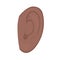 Anatomy_African American and indian ear on white background