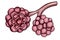 Anatomy of alveoli in lungs