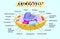 Anatomy of animal cell