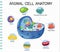 Anatomy of animal cell (Biology Diagram