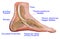 Anatomy of Ankle