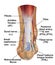 Anatomy of the Ankle