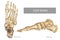 Anatomy Bones of the Feet. OrthDiagram