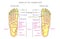 Anatomy_bones of the human foot dorsal and plantar view