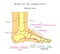 Anatomy_bones of the human foot medial view