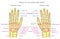 Anatomy_bones of the human hand