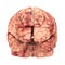 Anatomy Brain - Front View Isolated