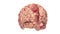 Anatomy Brain - Isolated on White - 4K resolution
