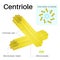 Anatomy of Centrioles, Centrioles are cylindrical organelles.