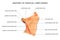 Anatomy of cervical lymph nodes