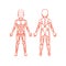 Anatomy of children muscular system, exercise and