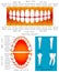 Anatomy of children teeth