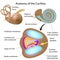 Anatomy of the cochlea