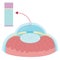 Anatomy of cornea in body human