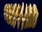 Anatomy correct occluded dental arch made of gold or brushed gilt metal. 3D illustration of the human dental arches