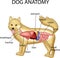 Anatomy of dog