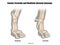 Anatomy of Dog Paws with Forelimb and Hindlimb Bones. Canine Paws Skeletal Anatomy.