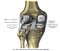 Anatomy drawing and text of the left knee joint from behind, from the 19th century