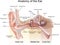 Anatomy of the Ear