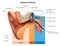 Anatomy of the Ear